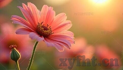 麻豆传媒推荐-麻豆传媒，甄选优质资源，为创意视野升级