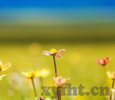 日韩在线一区二区三区免费视频-探索日韩文化新视角，免费视频的多元体验