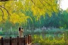 糖心app过期-糖心APP，从流行到渐行远去的一页